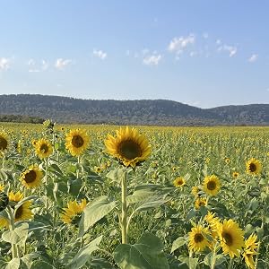 Sunflowers from Mountain Maryland