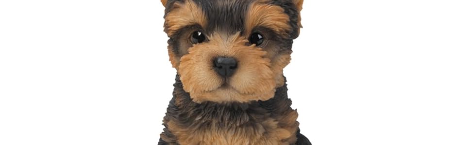 Yorkshire Terrier Puppy_1
