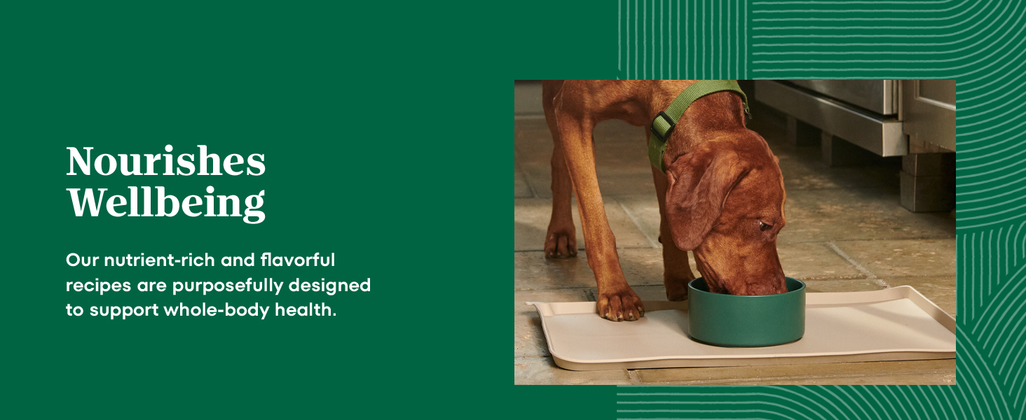 nutro dry dog food