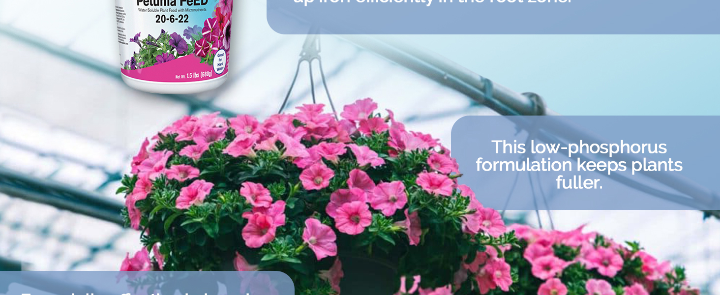 Jack's Classic Petunia FeED Middle