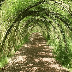 Austree willow, cz grain
