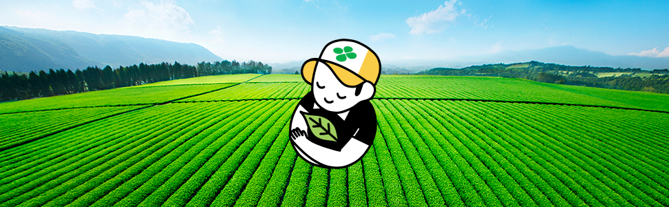 tea field, itoen, ito en