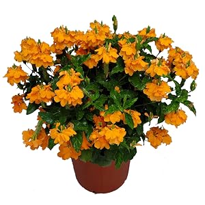 crossandra