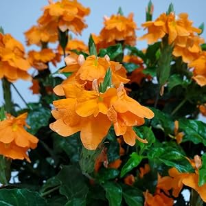 crossandra flowers