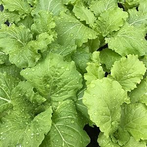 Healthy fresh vegetable