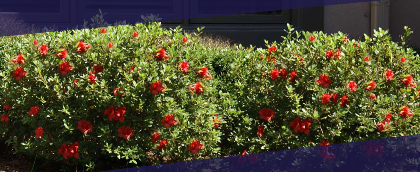Autumn Fire Encore Azalea bushes