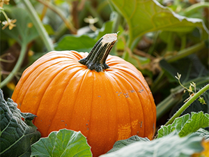 Pumpkin