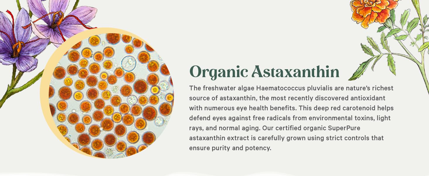 The freshwater algae Haematococcus pluvialis are nature’s richest source of astaxanthin