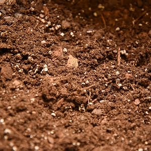 mycorrhizae healthy plant fungus