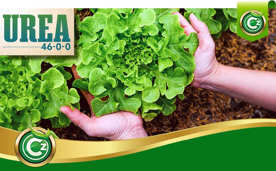 Urea Lettuce