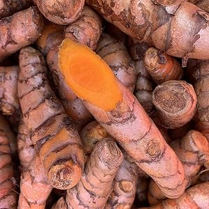 Kejora Turmeric