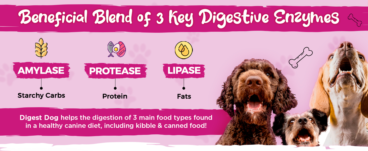 enzymes probiotics prebiotics fiber pumpkin fennel pancreatin digestion pancreas veterinarian