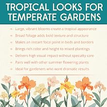 Tropical