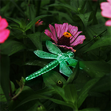 Dragonfly solar light