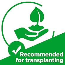 recommended for transplanting