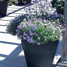 black, caviar, strong, planter, container, garden, gardening, classic, dark, flowers, landscape