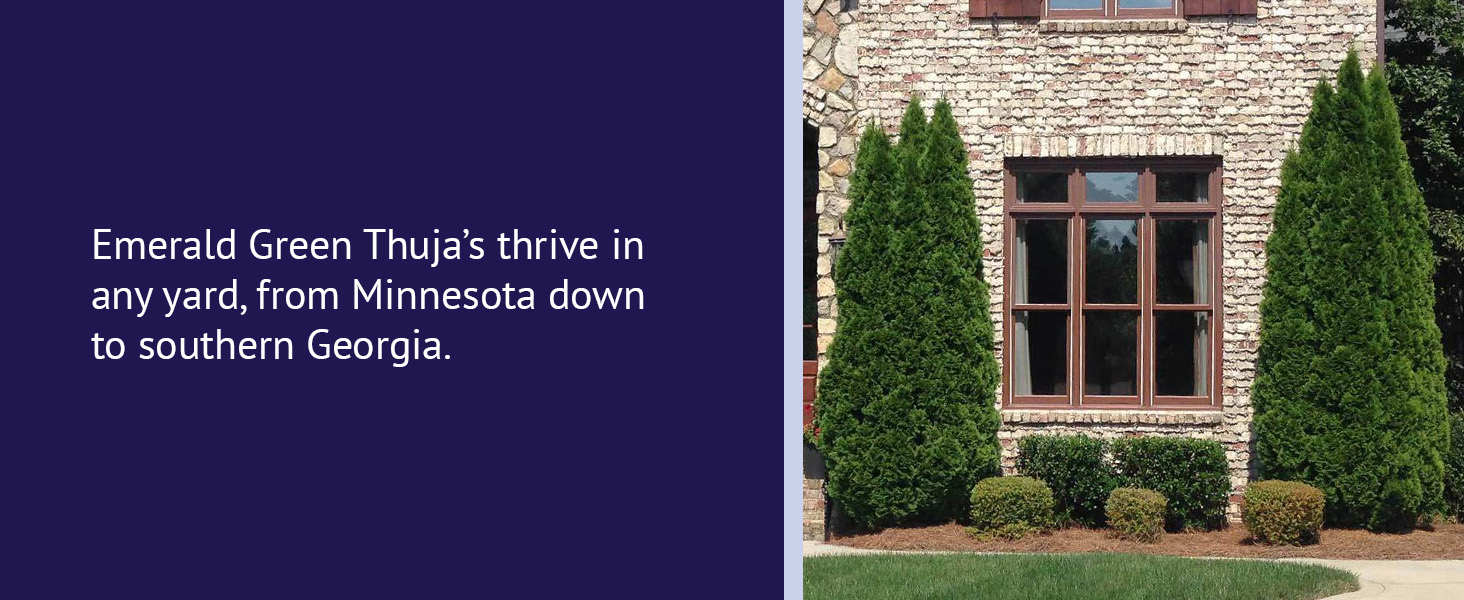 Emerald Green Thuja's thrive in any yard