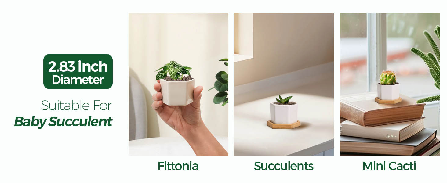 succulent planter