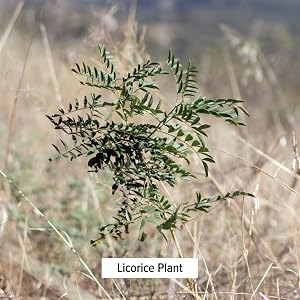 licorice plant