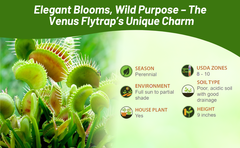 Perennial Venus Flytrap Seeds