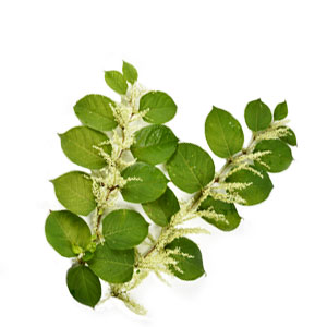 resveratrol