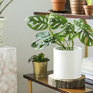 plant leaf cleaner and shine