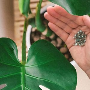 plumeria plant food