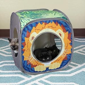 cat cube