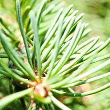 Fir Balsam