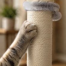 Close view of a cat paw scratching