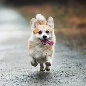 cardio support