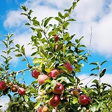 fuji apples blue sky