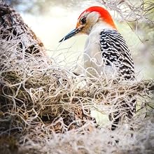 peanuts for woodpeckers