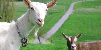 2 goats