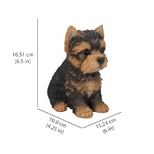Yorkshire Terrier Puppy_Dimensions