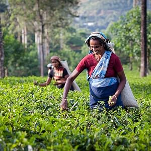 herbs and spices organic tea herb gourmet spice