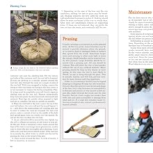 Planting Trees - Pruning