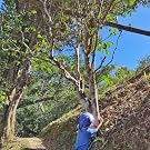 old tea tree in Yiwu