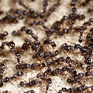 ants, ant bait, terro