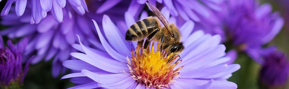 honey bee