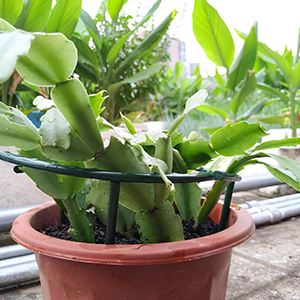 plant support plant stakes small plant support