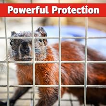 best Squirrel repellent strongest chipmunk ground squirrels natural safe tomato vehicle car wire