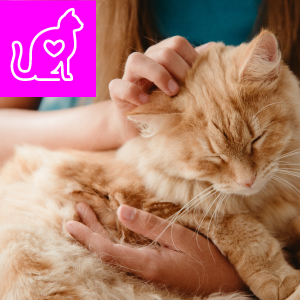 cat cuddles health