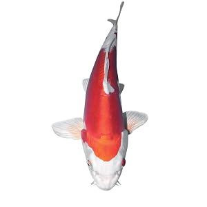 fish koi goldfish catfish wildlife plants garden backyard outdoor ornamental mini healthy api
