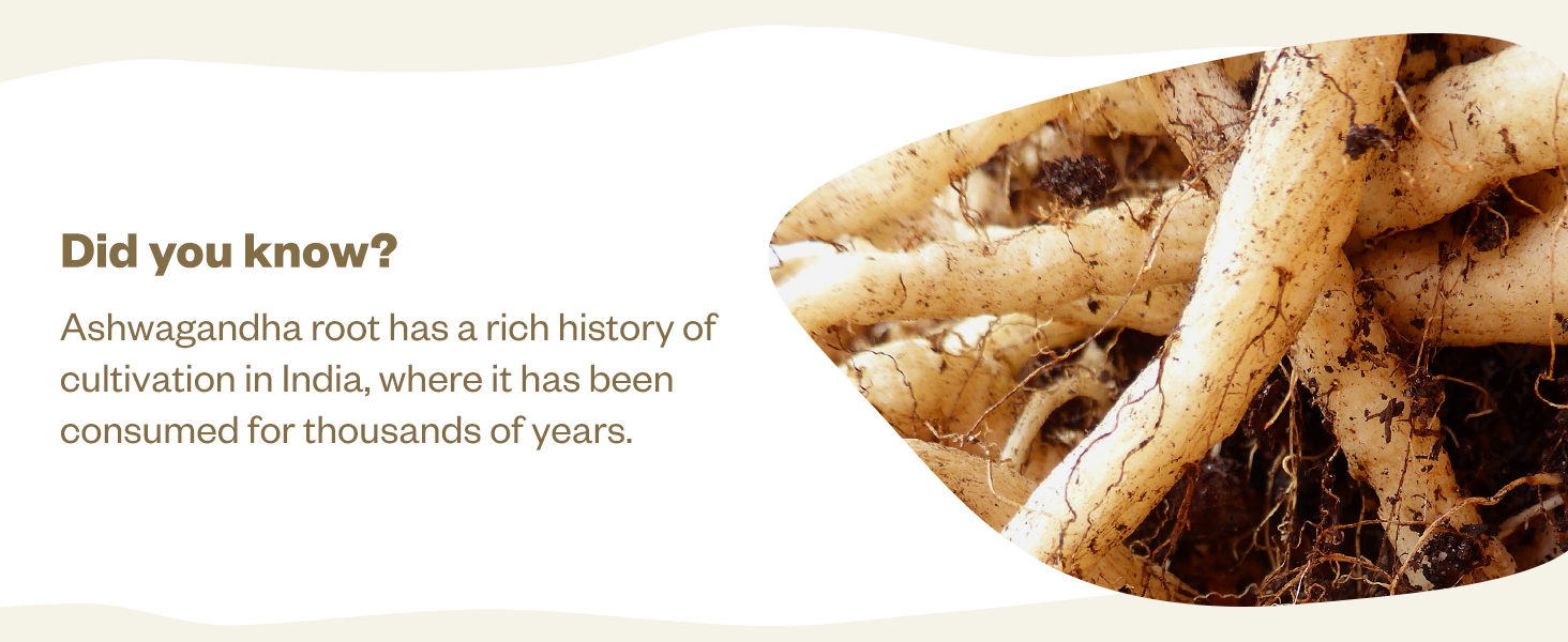 Ashwagandha roots