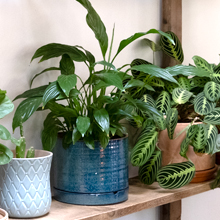 houseplants