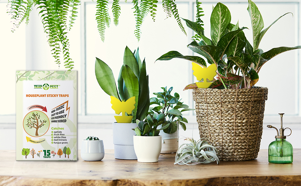 gnat traps for house indoor