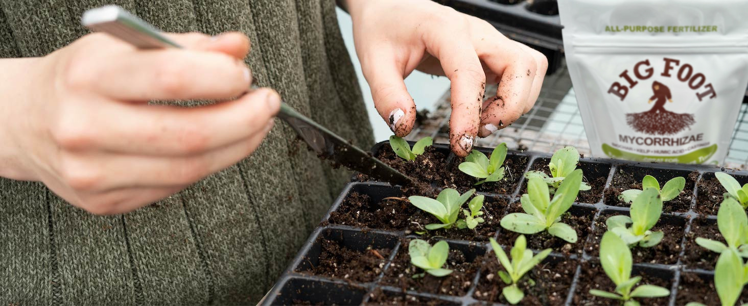 Fungi-root relationships foster plant vitality and soil health.