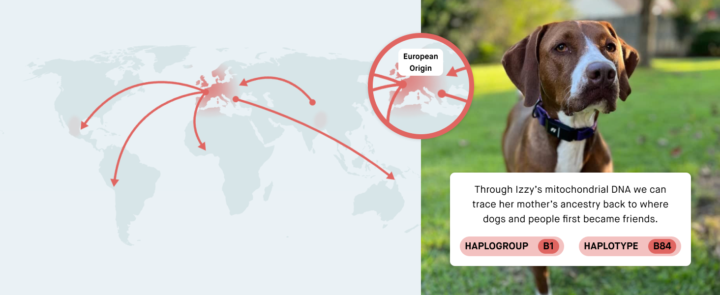Embark tested dog showing ancestral origin linking back to European decent