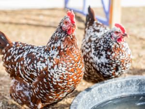 oyster shell calcium supplement essential for egg laying hens manna pro calcium carbonate